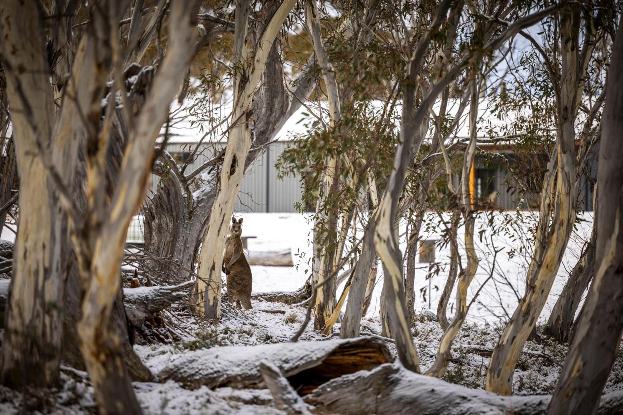 Big Yard Escapes - Two Off-Grid Tiny Houses On The Mowamba River Jindabyne Zewnętrze zdjęcie